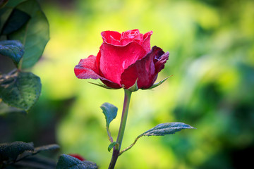 Fototapeta na wymiar red rose flower