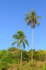 Fototapeta na wymiar Sloped coconut trees while windy.