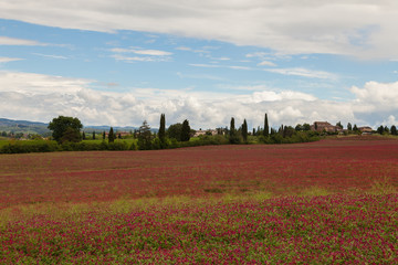 Blumenwiese in der Toskana
