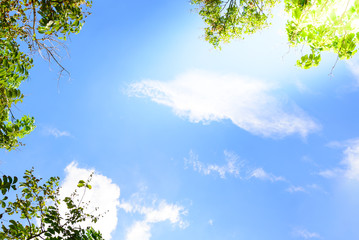 Blue sky with green leaves frame background.