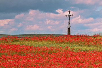 kwitnienie maków © Janusz Lipiński