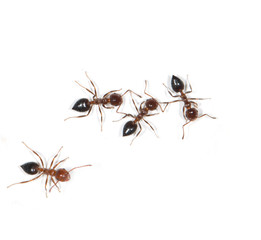 ants on a white background