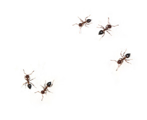 ants on a white background