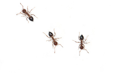 ants on a white background