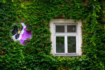 Fototapeta na wymiar green wall and window