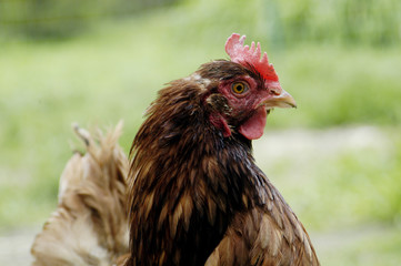 Rooster