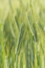 Green unripe barley