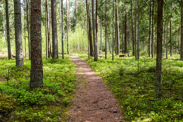 empty road in the forest