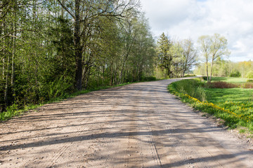 empty road in the forest