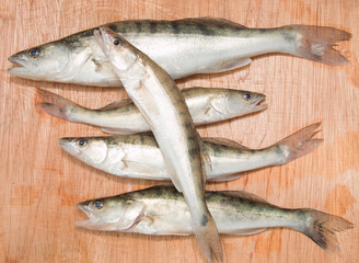fish pike perch on a wooden background