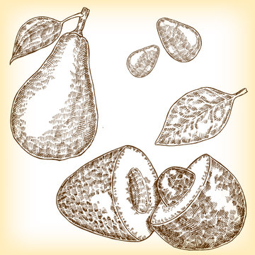 Detailed hand drawn fruit avocado. Vector illustration in sketch