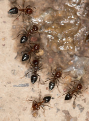 ants eat