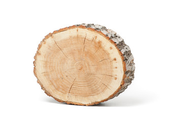 Cross section of tree trunk on white background