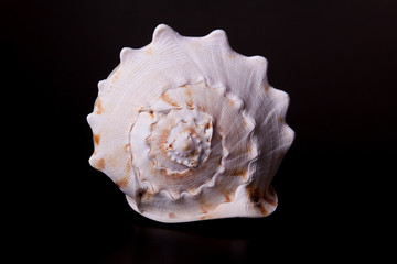 sea shell on black