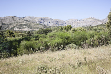 Fototapeta na wymiar paisaje de zona de arboleda con montañas al fondo