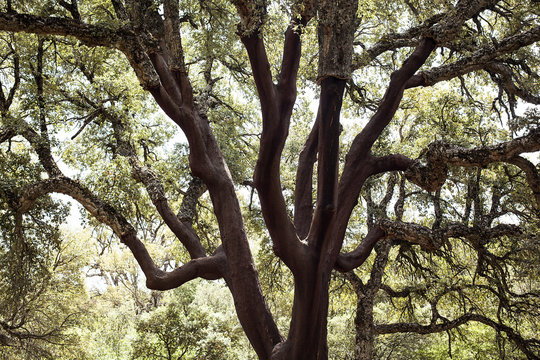 Tronco y ramas de un alcornoque descorchado