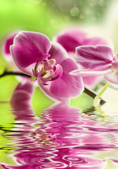 Orchideen, Wasser, Wasserspiegelung mit grünem Hintergrund