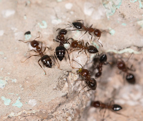 ants on a brown wall