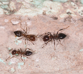 ants on a brown wall