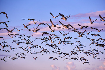 Kanadagänse (Branta canadensis canadensis) im Abendflug über der Vorpommerschen Boddenladnschaft bei Zingst