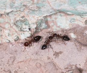 ants on a brown wall