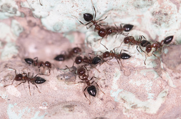 ants on a brown wall