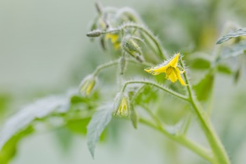 Blooming twigs of tomatoes