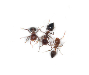 ants on a white background