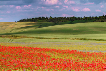 kwitnienie maku © Janusz Lipiński