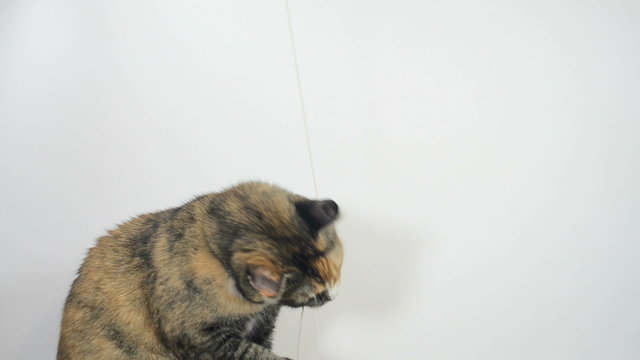 Cat playing with a string.