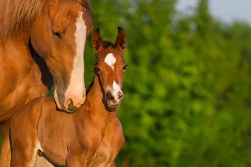 Raamstickers Portrait mare with colt  at sunrise © callipso88