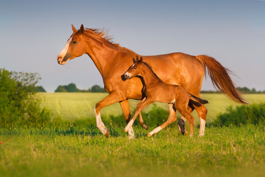 Fototapeta Mare run with colt in beautiful field at sunrise