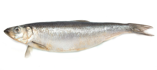 herring on white background