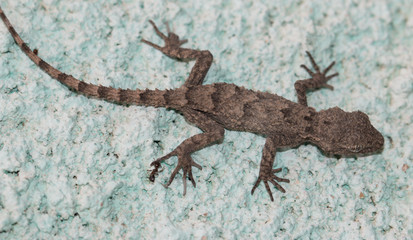 small lizard on a rock
