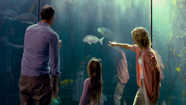Family pointing at fish in the aquarium