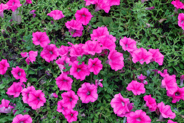 purple flowers Tuberous Cranesbill (Geranium tuberosum