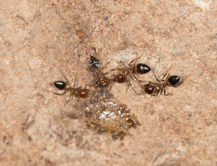 ants on a brown background