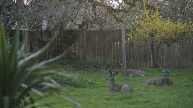 Three deer in a Northwest backyard.