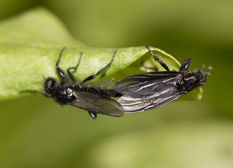 black beetle with wings