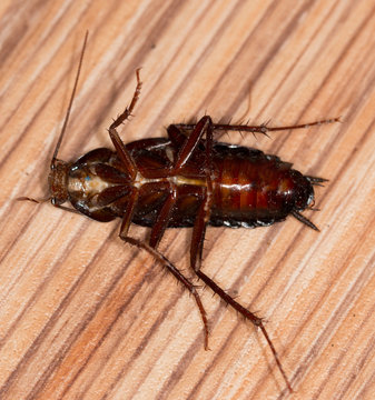 black beetle on a wooden background