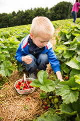 Fototapeta premium Ein Junge pflückt Erdbeeren