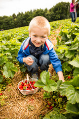 Ein Junge pfl&uuml;ckt Erdbeeren