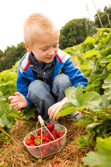 Ein Junge pfl&uuml;ckt Erdbeeren