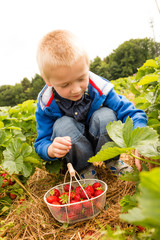 Ein Junge pfl&uuml;ckt Erdbeeren