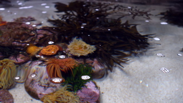 Fish tank at the aquarium