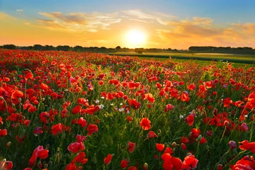 Gordijnen Poppy field © denis_333