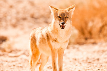 Coyote, Death Valley