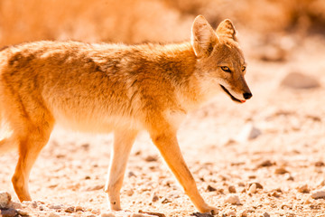 Coyote, Death Valley