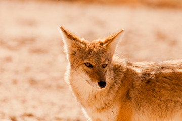 Coyote, Death Valley