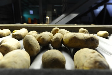 Potato sorting and processing line